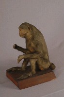 臺灣獼猴藏品圖，第6張